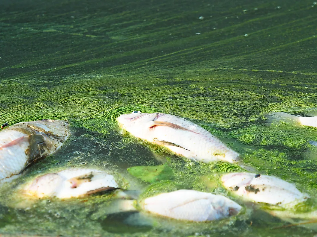 A lake covered in green algal bloom caused by nutrient pollution, an example of eutrophication.